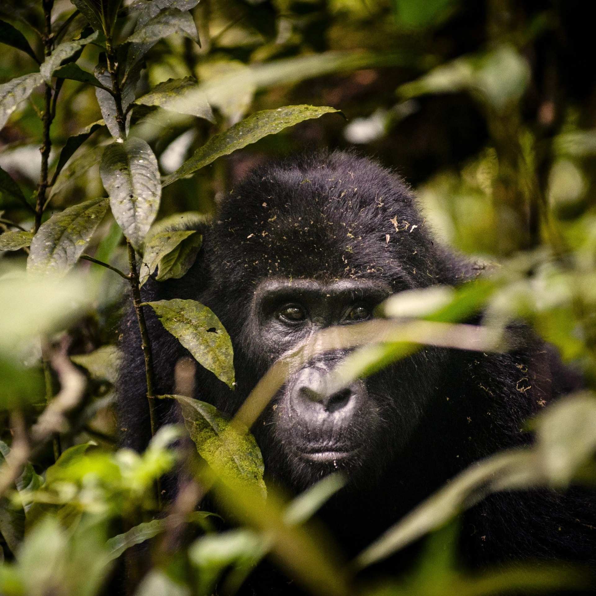 A mountain gorilla watching from behind leaves