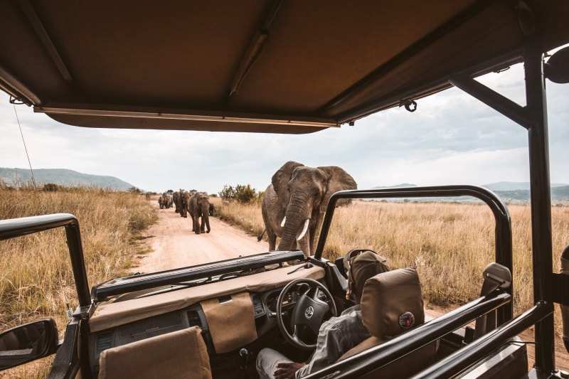 The view forward from a game viewer on a park track, an elephant herd ahead