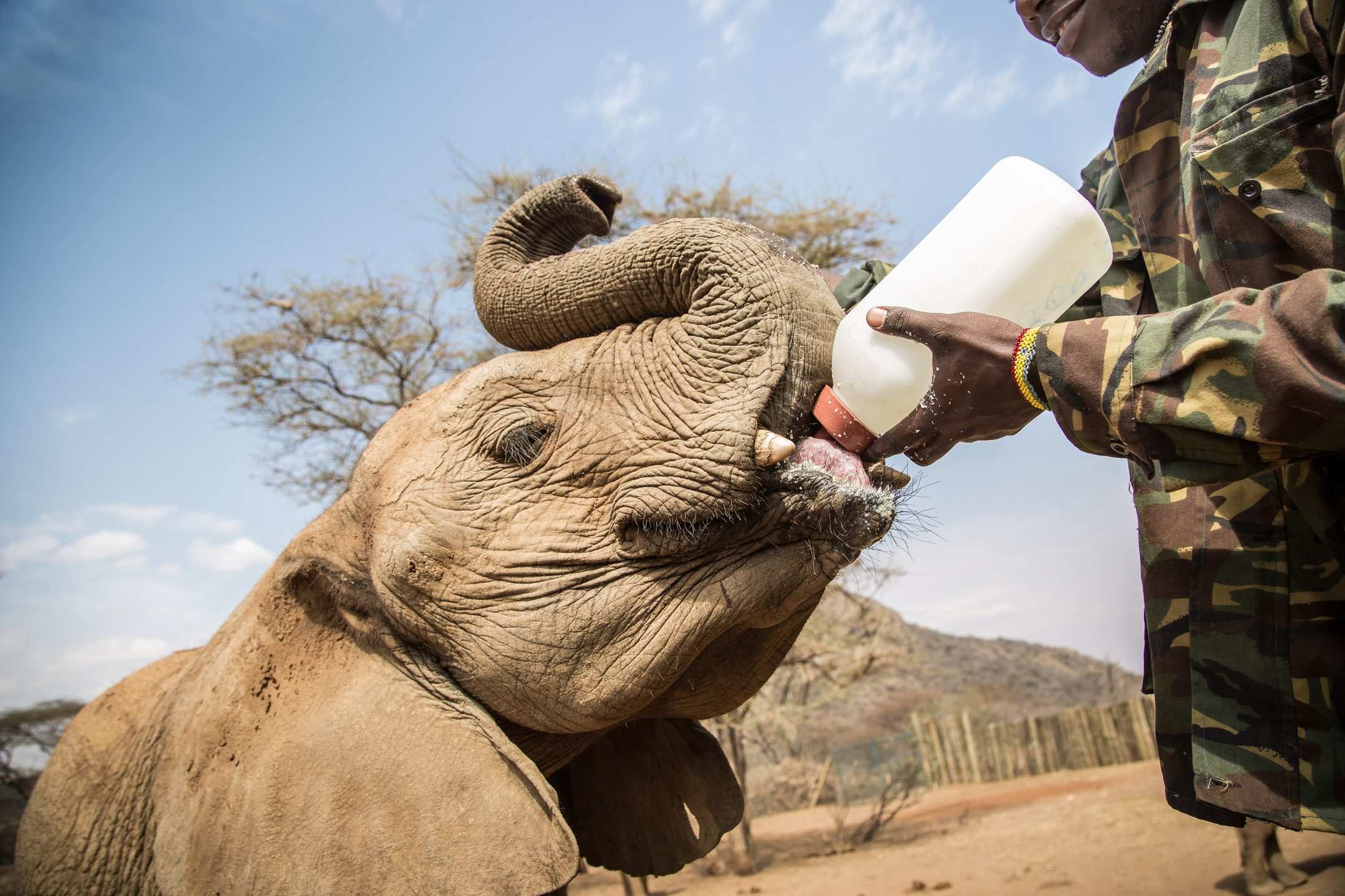 A keeper bottle-feeding an orphaned elephant calf, its trunk curled round the bottle