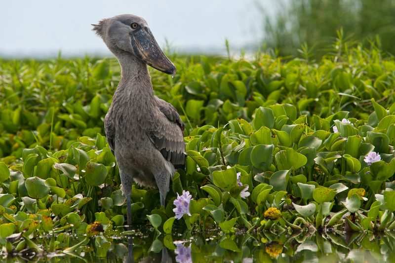 A shoebill standing on the edge of a Mabamba swamp channel