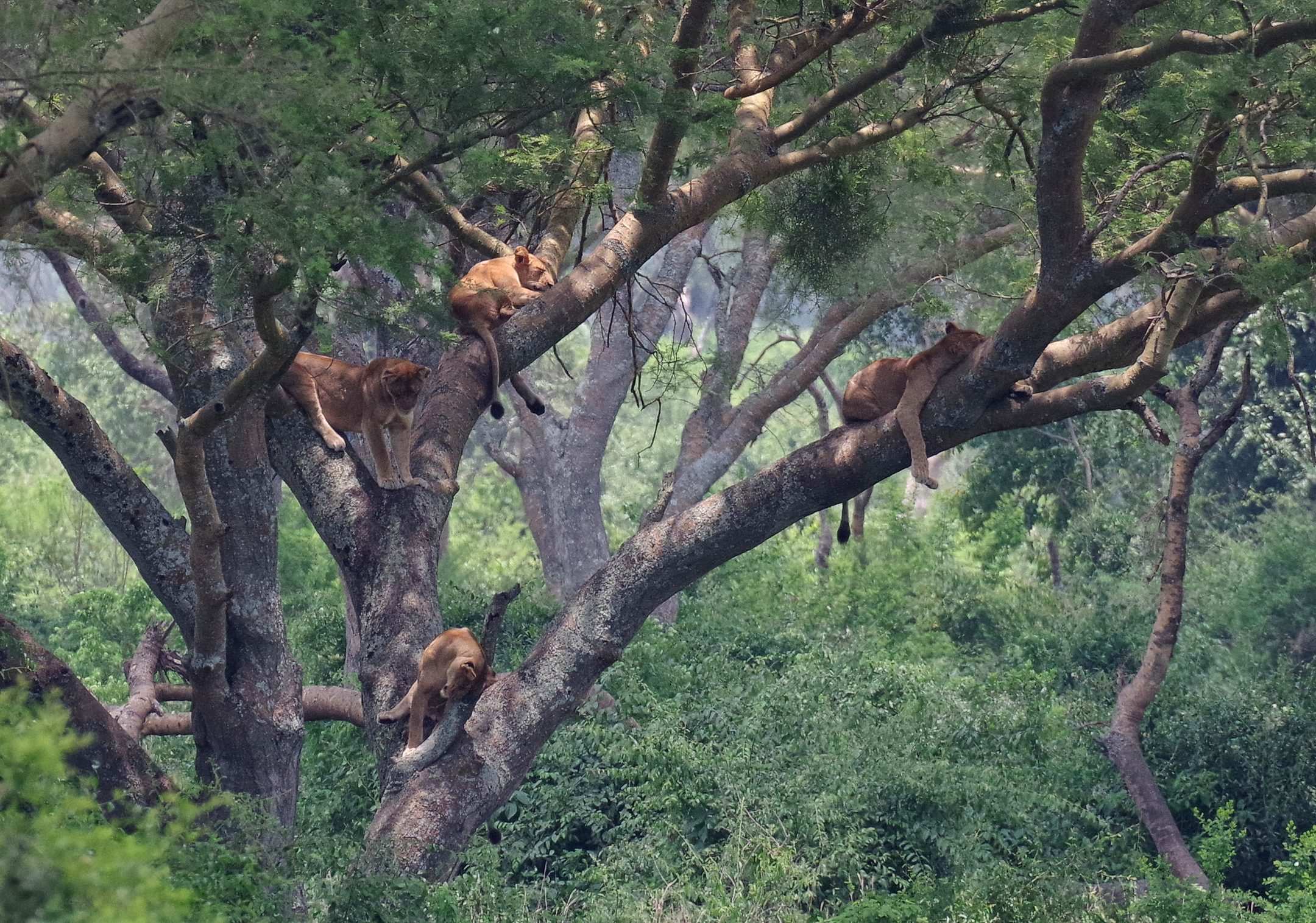 A pride of lions lying along the branches of a fig tree in Ishasha
